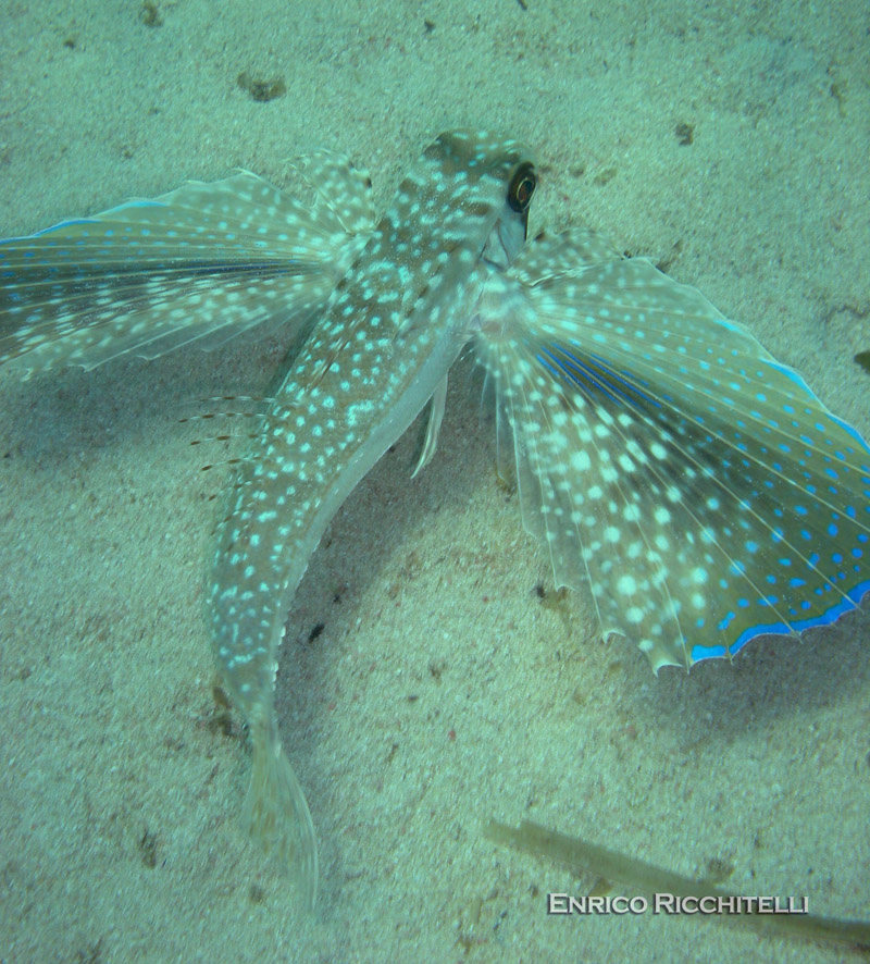 Dactylopterus volitans / pesce civetta